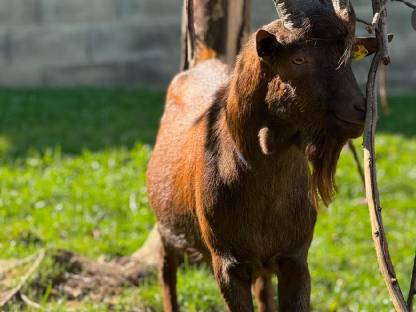 Aosta Bock