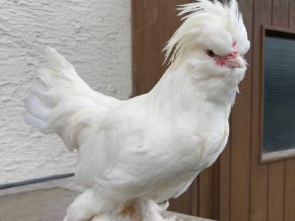 Sultan Hahn
