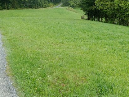 Pachtwiese ca.4000m2 zu vergeben