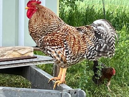 Bielefelder Kennhuhn Hahn