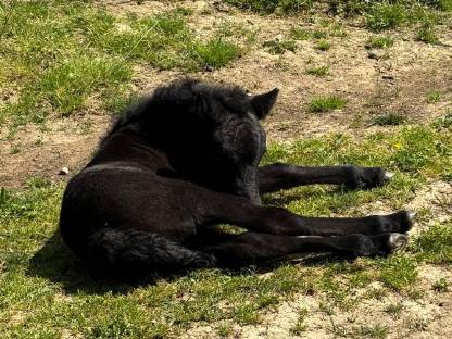 Bild 4:Dartmoor Ponyfohlen zu verkaufen