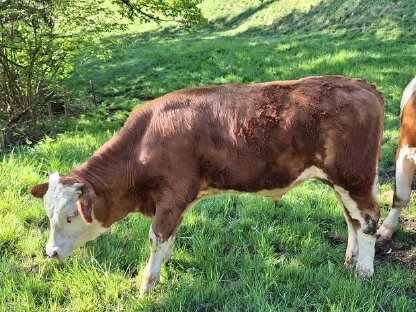 Bio Ochs Fleckvieh