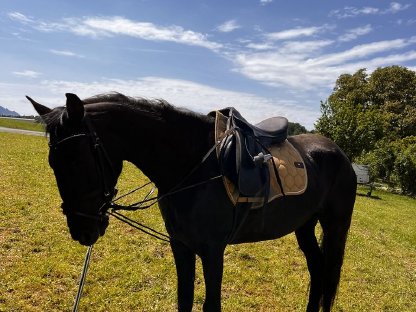 Sportpony Pferd Freizeitpferd Nachwuchspferd