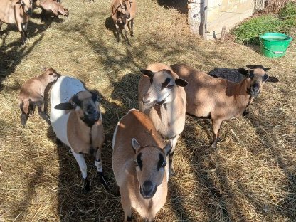 Kamerunschafe, 6 Muttertiere mit Bock, handzahm