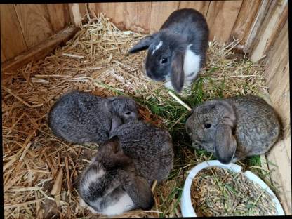 Bild 2:Zwergkaninchen