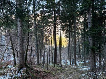 Bild 4:Verkaufe Wald