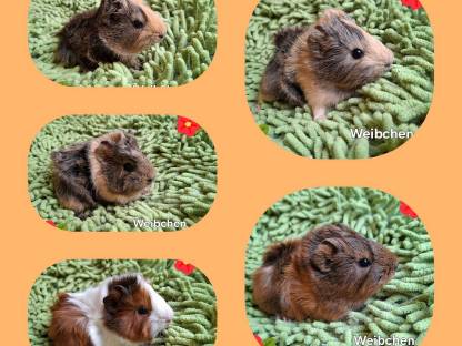 Süße Meerschweinchen
