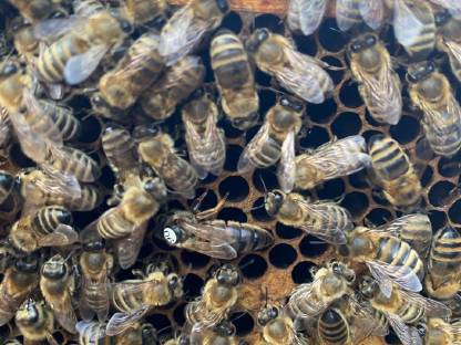 Bild 2:Carnica Bienenvolk/Ablegervolk aus 2025 mit F1 Königin