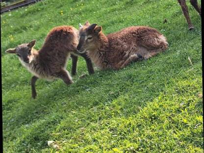 Soay-Schaf