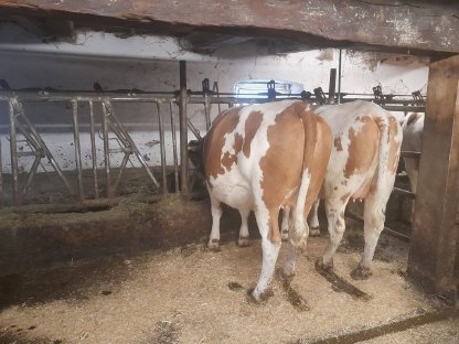 Trächtige FV Kalbinnen