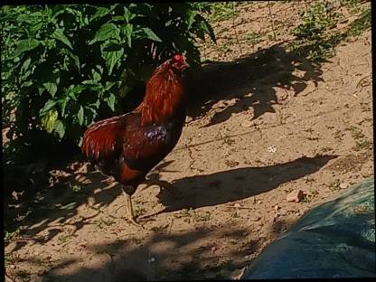 Araucana-Grünleger-Hähne
