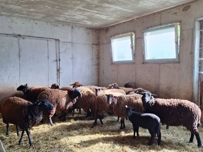 Verkaufe Bio Juraschafe (weiblich)