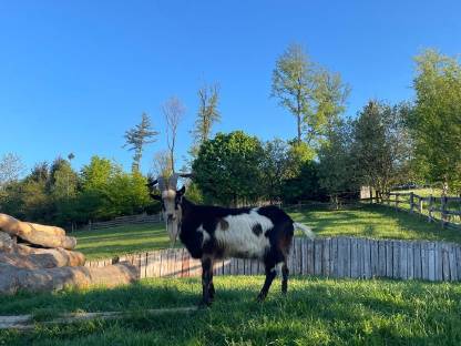 Bild 3:Tauernscheckenbock