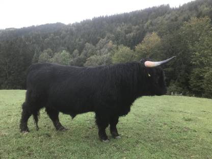 Bild 3:Sehr handzahmer Hochlandrind-Zuchtstier, BIO