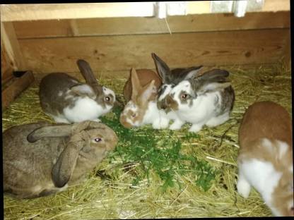 Bild 2:Verkaufe Kaninchen