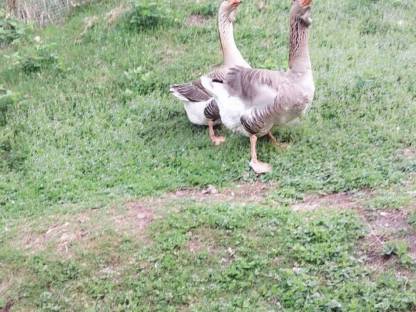 Gänse