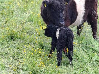 Bio-Galloway Kuh mit Kalb