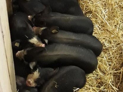 Bild 2:Berkshire Ferkel