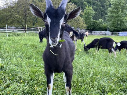Bild 5:5 Pi-Strahlenziegen Bockkitze