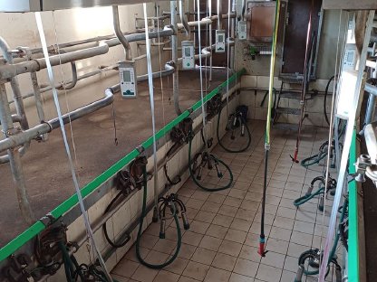 Bild 4:Melkstand, Sensorfütterung