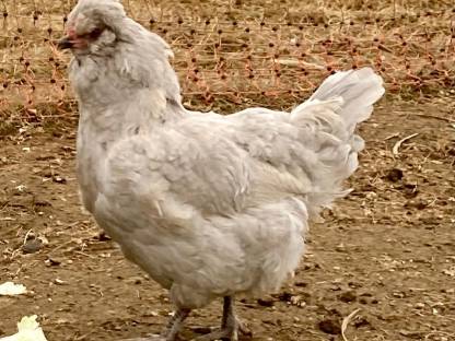 Bild 3:Bruteier Lavender Araucaner blutsfremd