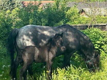 Bild 3:Dartmoor Ponyfohlen zu verkaufen