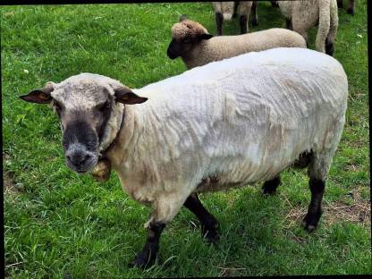 Shropshire Widder zu verkaufen
