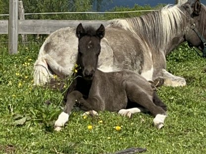 Bild 2:Tolles Isländer-Fohlen
