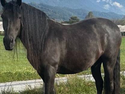PRE Rappe, 9 Jahre alt, 165 cm groß