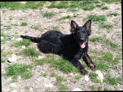Altdeutscher Hütehund Gelbbacke Welpen
