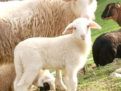 Krainer Steinschaf mit Lamm