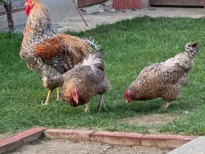 Bild 2:Amrock, Bruteier