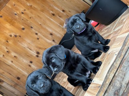 Wurfankündigung Mountain Sun Labrador Welpen
