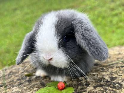 Bild 8:Baby Hasen Mini Lop
