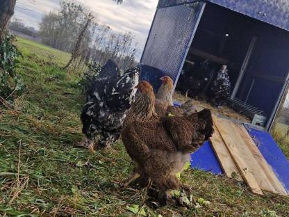 Bild 8:Brahma & Zwergseidenhühner Bruteier