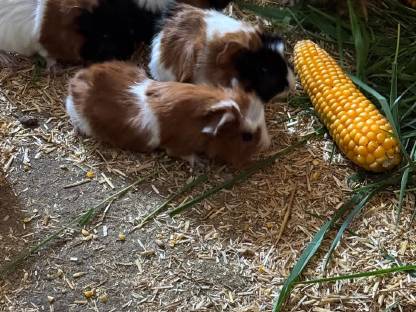 Junge Meerschweinchen
