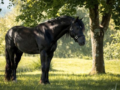 Liebevoller Ponymann 148 cm