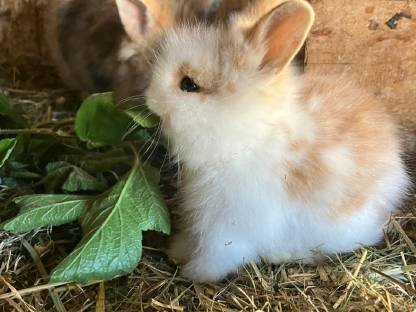 Bild 8:Kaninchen
