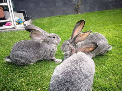 Deutsche Riesen Chinchilla