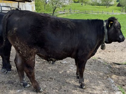 Bild 3:Wagyu F1