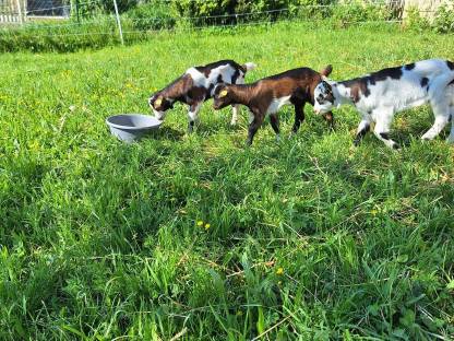 Bild 3:Tauernscheckenbockkitz