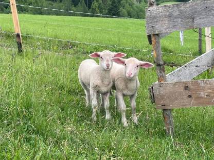 2 Schafwidder (Bock)