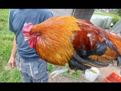 Bild 2:Araucana Hahn