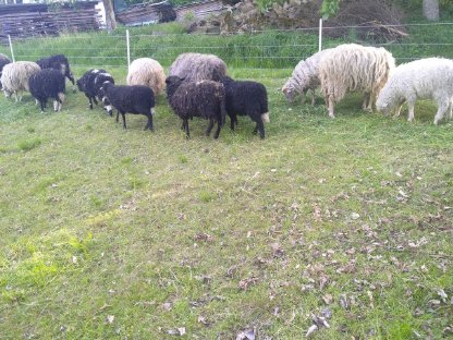 Bild 4:Waldschaf Lämmer zu verkaufen