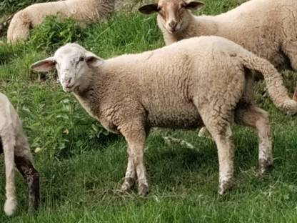 Schwarzkopf Widder