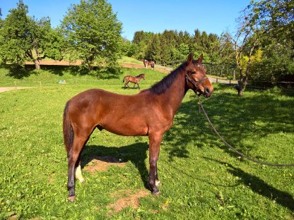 Bild 8:Warmbluthengstfohlen