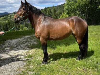 Bild 3:3-jährige Norikerstute