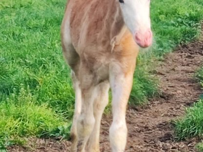 Irish Tinker Fohlen
