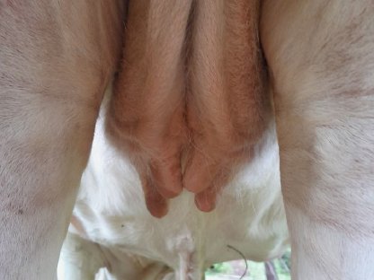 Bild 2:Hochwertiges Fleckvieh-Zuchtvieh zu verkaufen