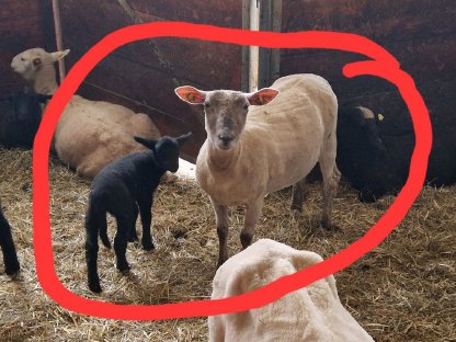 Mutterschaft mit Lamm